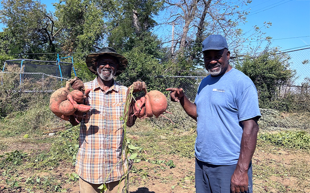Fresh sweet potatoes