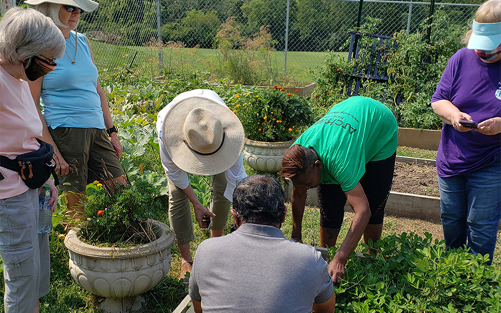 Community garden